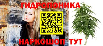 прущие грибы Кандалакша